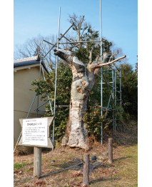 福地のツバキ